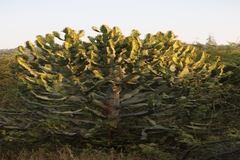 Euphorbia antiquorum